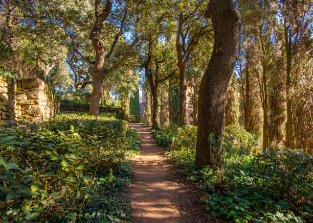 istock A footpath going through an live oak woodland 1410939906