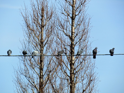 Pigeons sitting in a row against the blue clear sky.