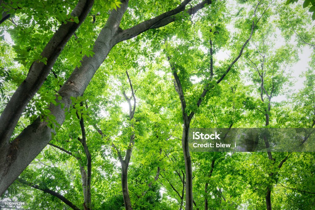 Environmental Problem Tree Environmental Problems And Greenery Of Trees Stock Photo - Download ...