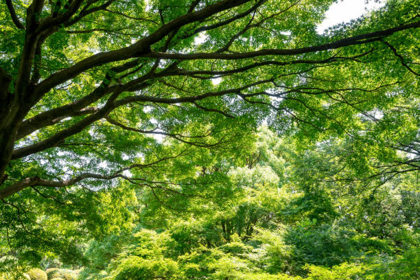 istock Trees and leaves on a sunny day 1410944376