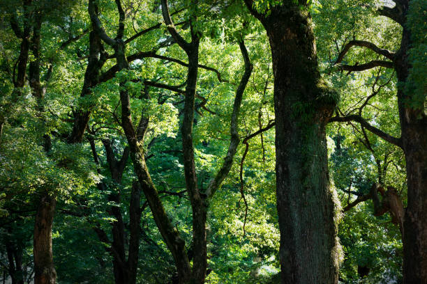 istock Trees and leaves on a sunny day 1410944511