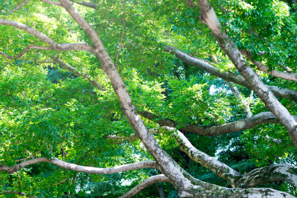 Curved branches of pine tree against sunny sky