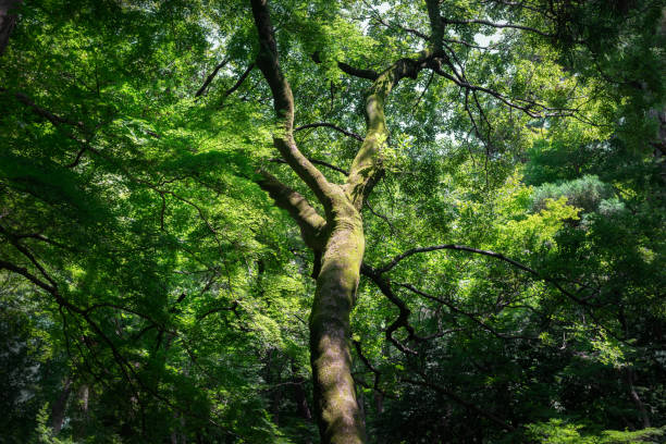 Tree leaves and the global environment