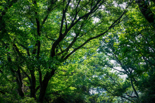 Tree leaves and the global environment