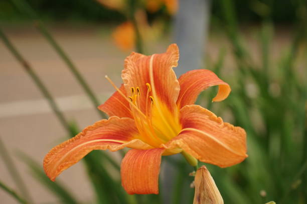 istock Summer flower survey 2022 1410945965