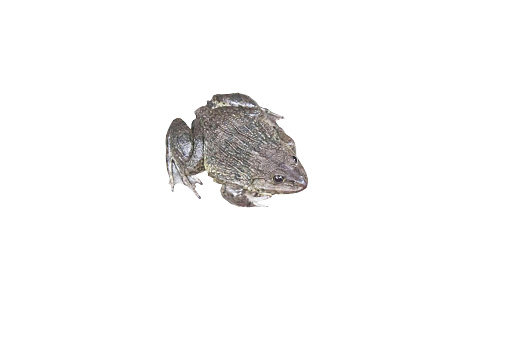 Two tree frogs isolated on white