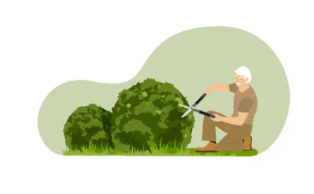 Vector illustration of Professional Old Garden Worker Trimming Plants Using Scissors.