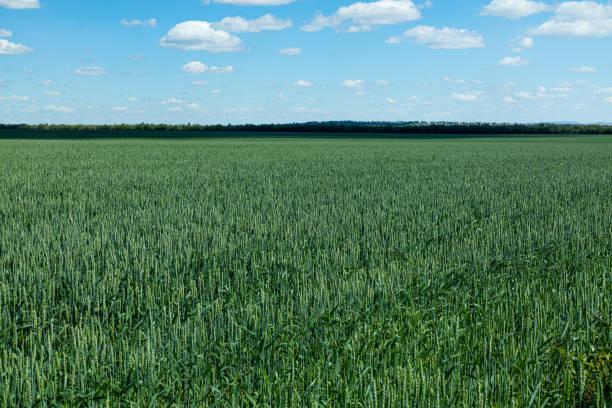 istock Green field with young wheat shoots 1410949237