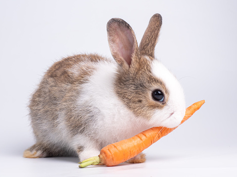 Cute baby rabbit eating baby carrot on white background. Lovely action of young rabbit.