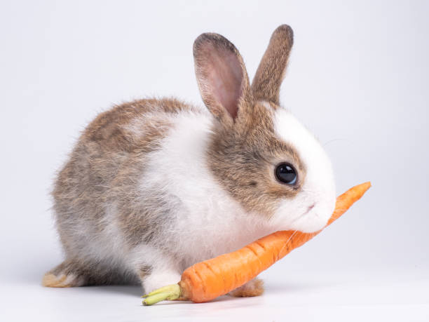 1,600+ Rabbit Eating Carrot Stock Photos, Pictures & Royalty-Free