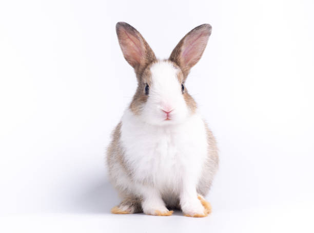 istock Front view of cute baby rabbit sitting isolated on white background. 1410949336