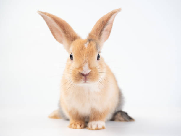 istock Front view of brown cute rabbit sitting on white background. 1410949343