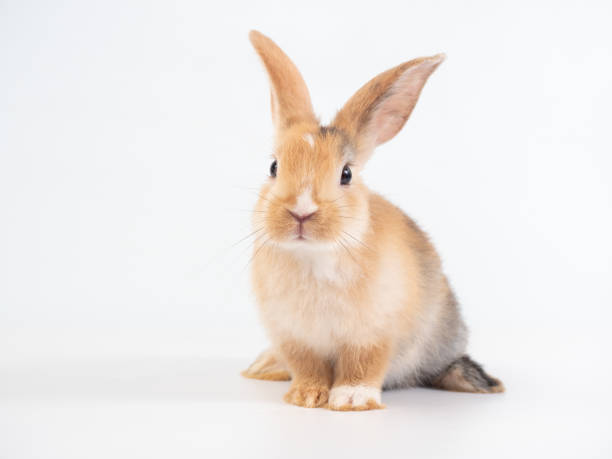 istock Front view of brown cute rabbit sitting on white background. 1410949347