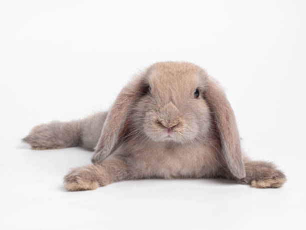 coniglio carino marrone sdraiato su sfondo bianco. bella azione di coniglio lop olandese. - rabbit hairy gray animal foto e immagini stock