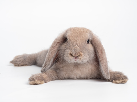 Brown cute rabbit lie down  on white background. Lovely action of holland lop rabbit.