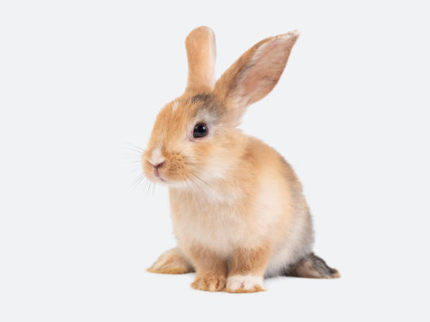 istock Front view of brown cute rabbit sitting on white background. 1410949448