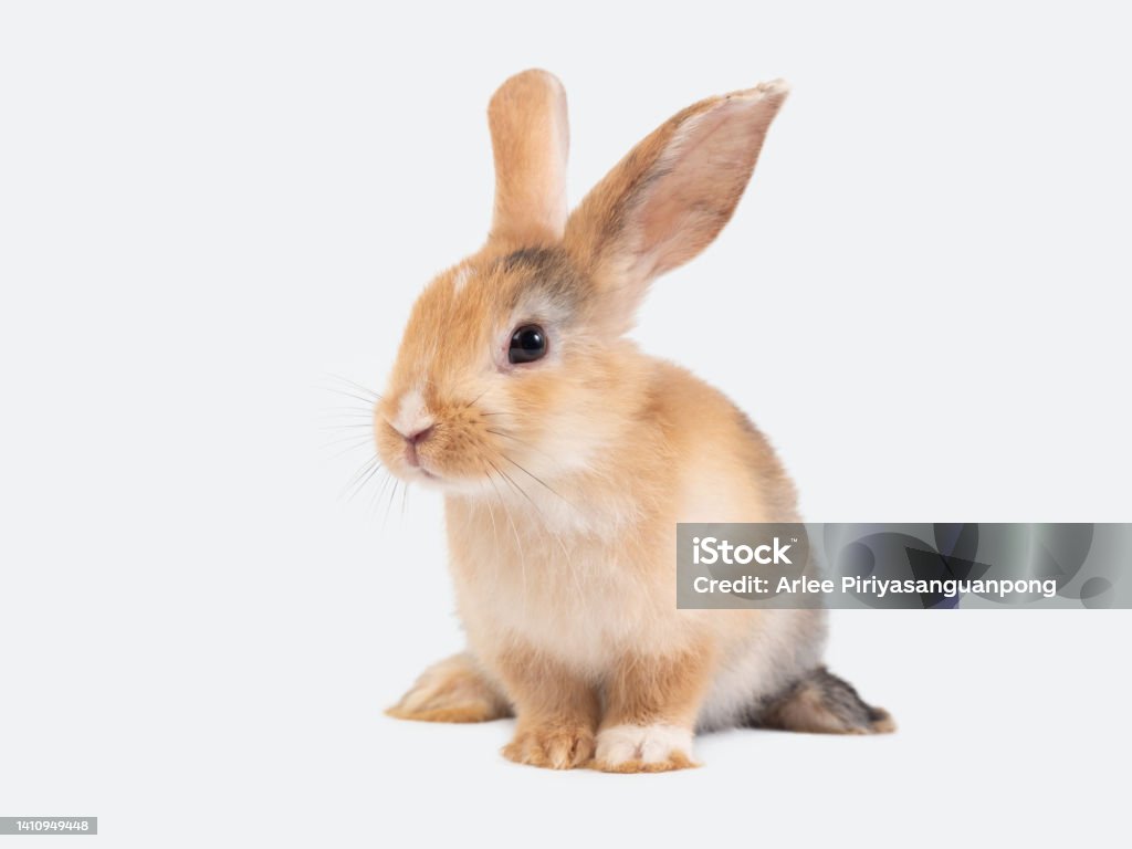 Real Rabbit Front View Front View Of Brown Cute Rabbit Sitting On White Background Stock Photo ...