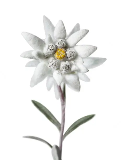 Edelweiss flower (Leontopodium alpinum) isolated on white background.