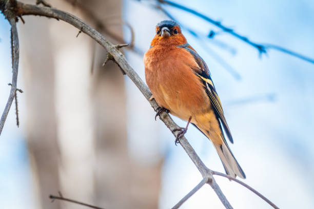 istock Common chaffinch, Fringilla coelebs, sits on a tree. Common chaffinch in wildlife. 1410951202