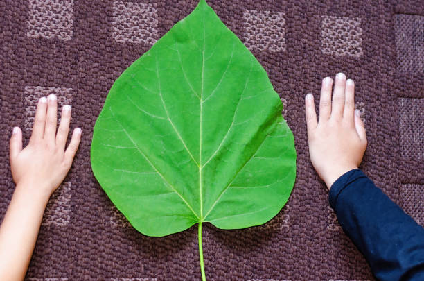 duży liść catalpa bignonioides w porównaniu do rąk dzieci - catalpa zdjęcia i obrazy z banku zdjęć