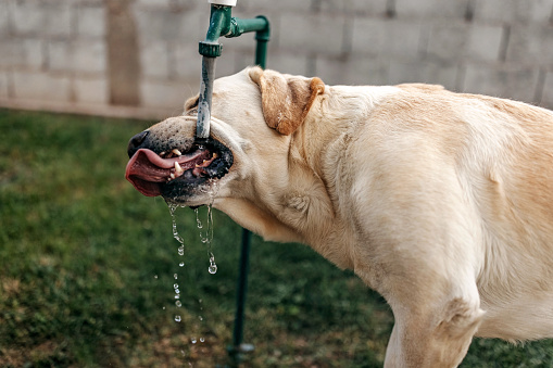 A thirsty dog ​​drinks water from the fountain.