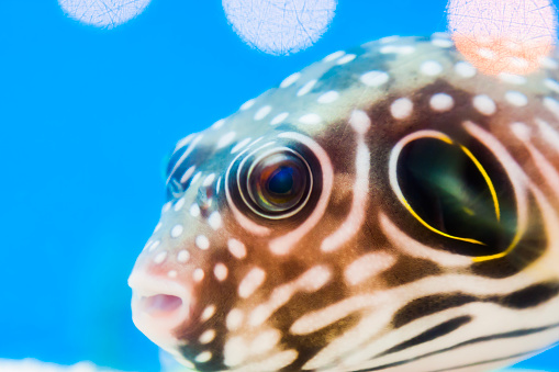Closeup of a pufferfish (diodon hystrix) being cleaned by cleaner fish (labroides dimidiatus) at cleaning station. Bunaken Island, Indonesia
