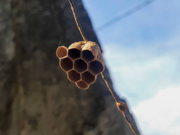 istock a small wasp nest hanging on a wire 1410952316