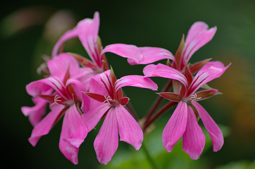 Fuchsia blooming downward