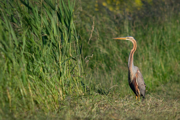 istock Purple heron standing in long grass 1410952384