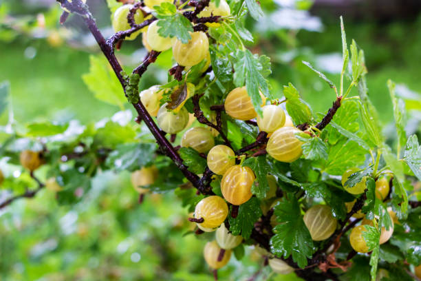 amadurecimento groselha verde em um arbusto à luz do sol - gooseberry bush fruit food - fotografias e filmes do acervo