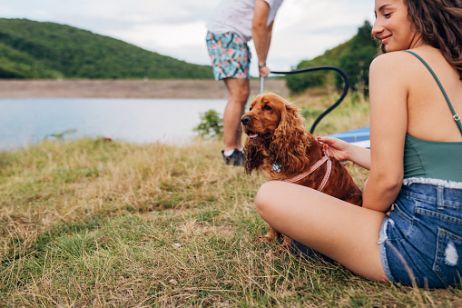 A beautiful golden cocker spaniel dog enjoys nature with its owners