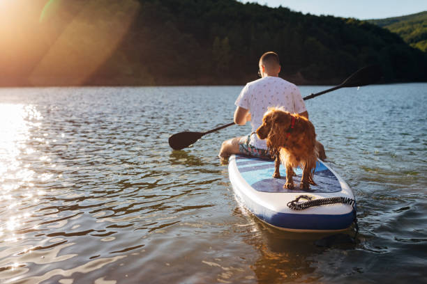 istock A cocker spaniel dog and his owner float on a lake in a paddle board 1410952997