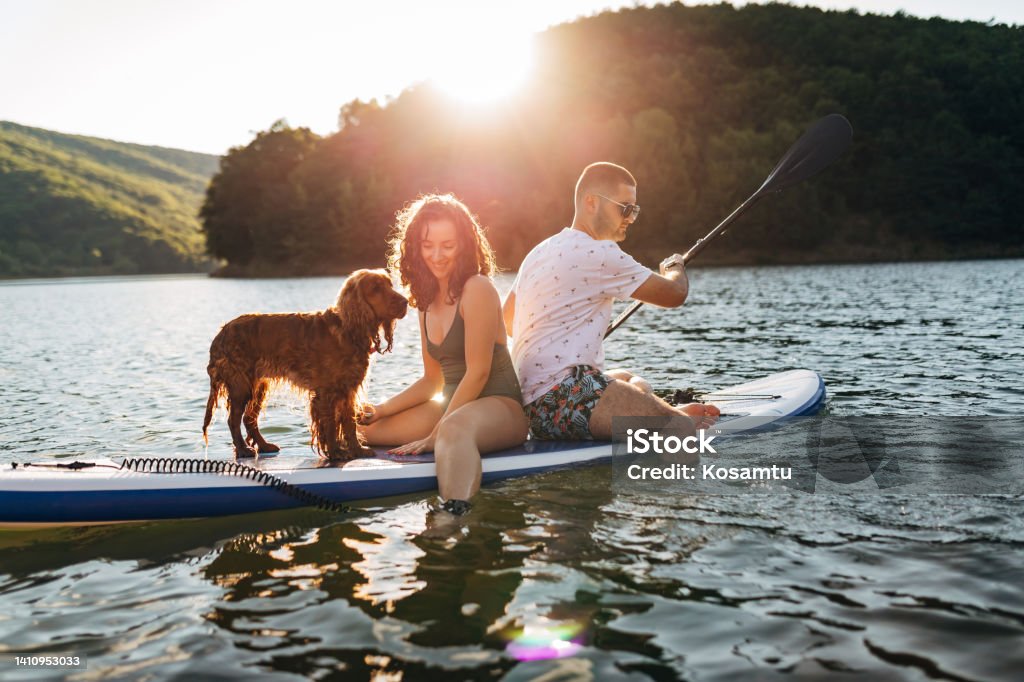 A tame and cuddly dog ​​sails with its owners on a paddle board Loving couple rowing on the lake during a sunny day and enjoying nature and sunset Gold Colored Stock Photo