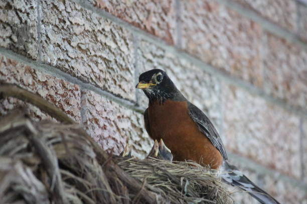 Adult American Robin Tending to Chicks Adult Robin overlooking its nesting babies. fledging stock pictures, royalty-free photos & images