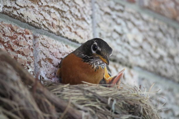 istock Adult American Robin Tending to Chicks 1410953389