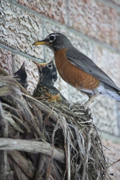 Adult American Robin Tending to Chicks Adult Robin overlooking its nesting babies. fledging stock pictures, royalty-free photos & images