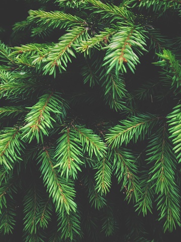 A full frame nature background of the lush green leaves and branches of a Nordic fir tree or Norwegian spruce tree with copy space