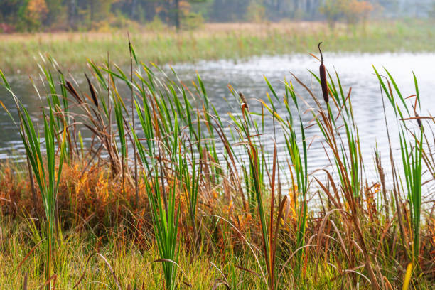 istock Bulrush plants growing on a beach at a lake in autumn 1410955039