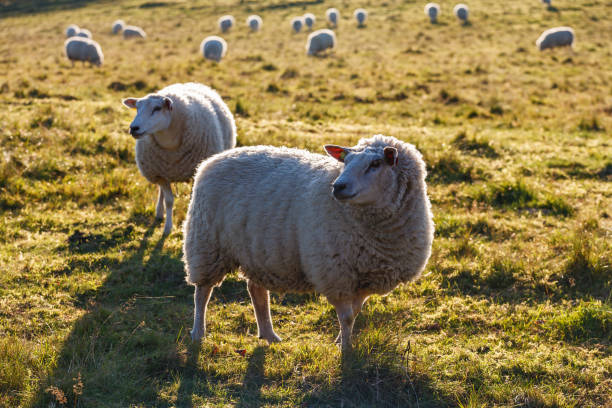 istock Flock of sheep on a grass meadow 1410955115