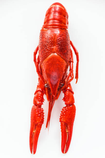 istock Crayfish ready to eat on a white plate 1410955130