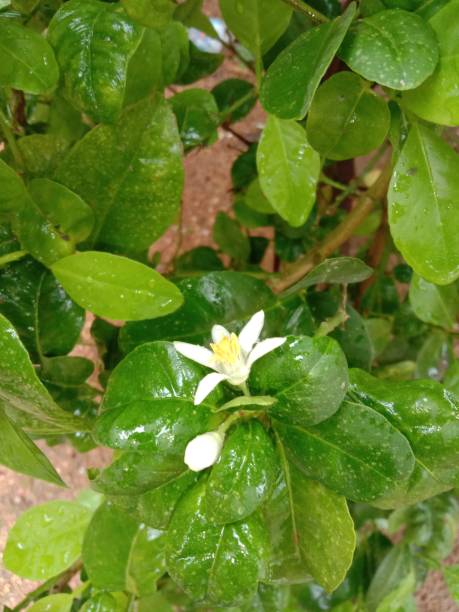 istock White flower of lemon tree 1410955187