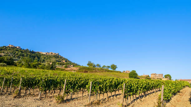 istock Brunello di Montalcino Vineyards - Tuscany 1410956313