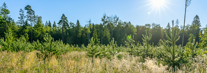 Panorama with young pines planted in rows in a forest clearing in summer and grass in the morning dew. The sun and glare in the foreground. Reforestation. Contre jour photo