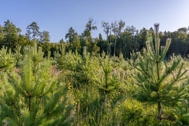 pinos jóvenes plantados en hileras en un claro del bosque y hierba en rocío en la mañana de julio - planted pines fotografías e imágenes de stock