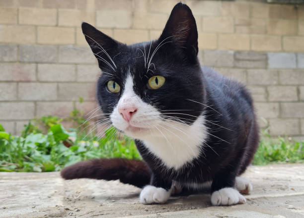 istock Cute Black and White Cat is Posing on Floor 1410957009