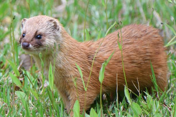 istock Weasel looking for food in the meadow 1410957246