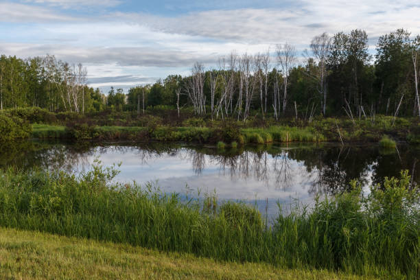 beautiful swamp landscape - swamp moody sky marsh standing water imagens e fotografias de stock