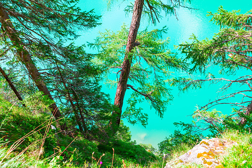 Pines against turquoise water . Evergreen trees growing on the coast
