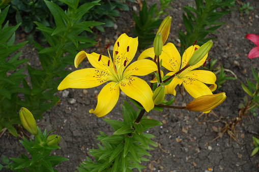 Two yellow spotted flowers of lily in mid June