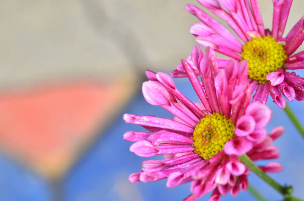 Two pink daisies against a light pink background. Focus on foreground daisy.
